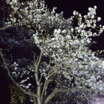 夜桜でお花見バーベキュー！！！