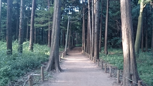 船橋県民の森 （船橋市）- 花見