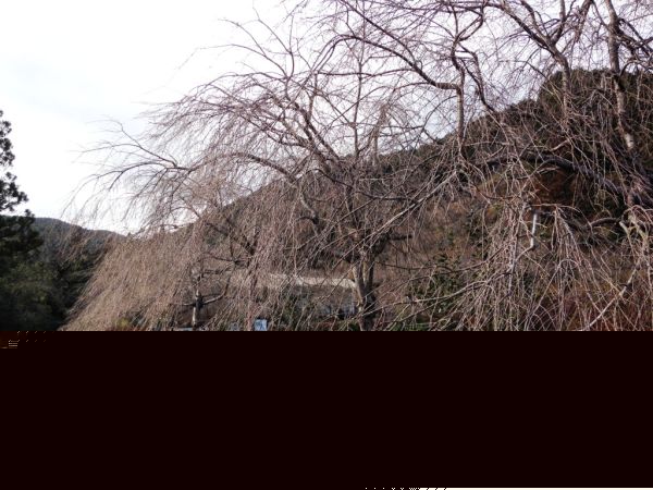 リベラル青山4