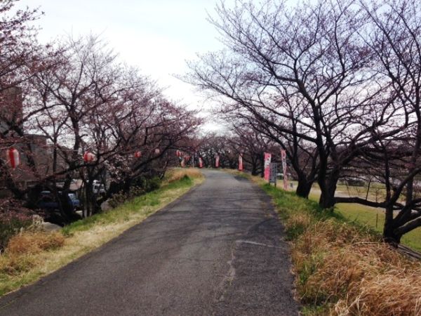 海蔵川桜祭り5