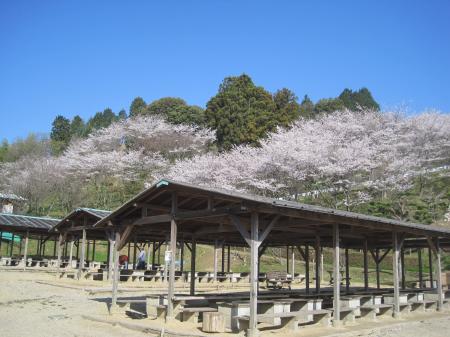 信貴山のどか村（生駒郡）-花見