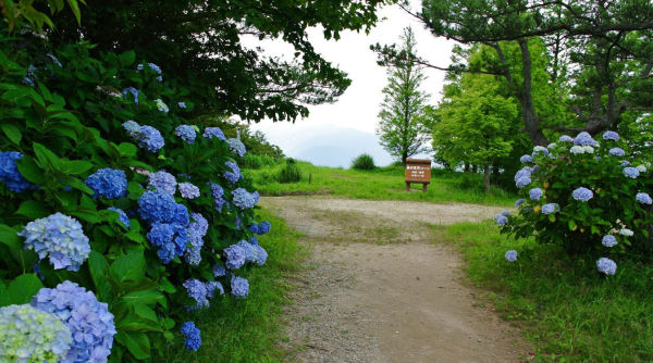 葛城高原ロッジ（御所市）-花見