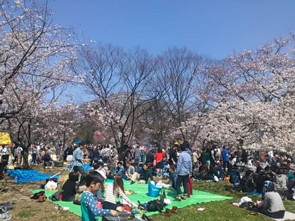 鳥栖市　花見