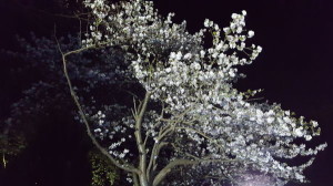 夜桜