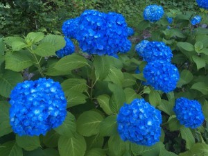 IMG_3371